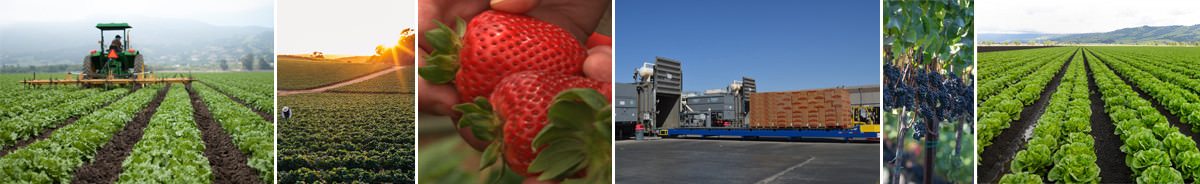Grower Shipper Agriculture Monterey Bay